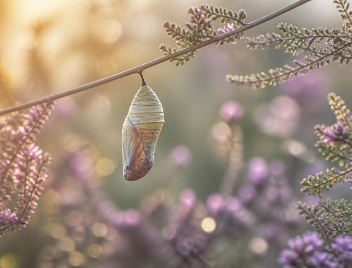 Butterfly chrysalis representing self-reflection and the Know Thyself stage.